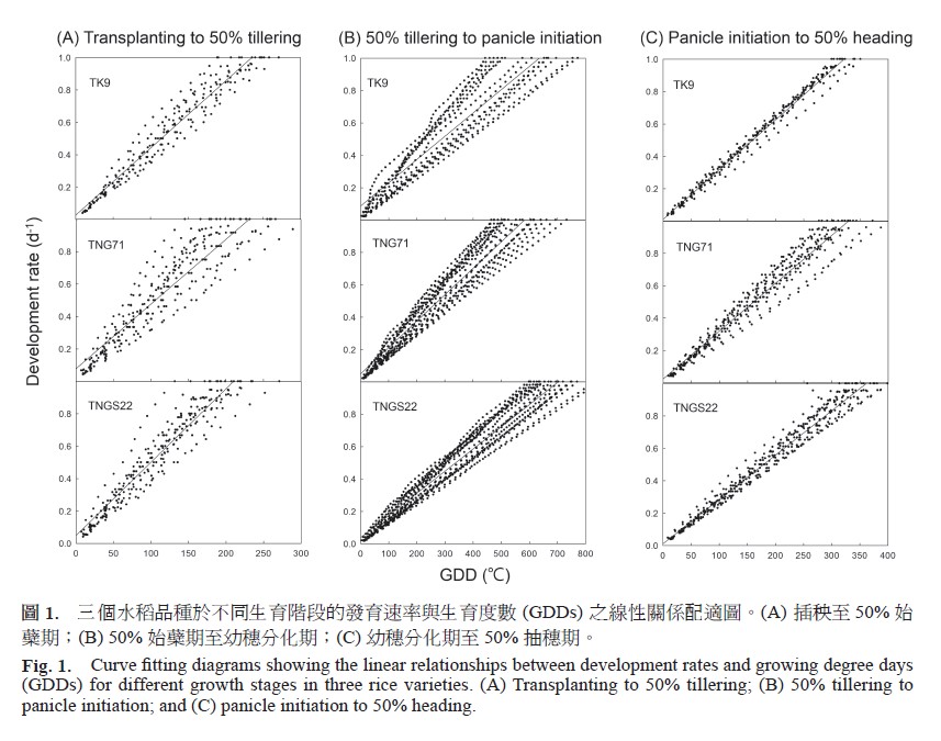 Curve fitting diagrams showing the linear relationships between development rates and growing degree days (GDDs) for different growth stages in three rice varieties. (A) Transplanting to 50% tillering, (B) 50% tillering to panicle initiation, and (C) panicle initiation to 50% heading.